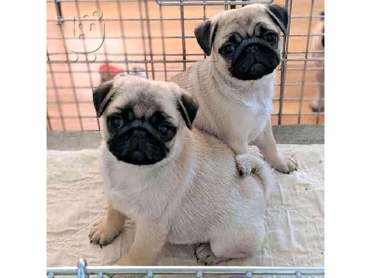 Η Stkc κατέγραψε τα μωρά Pug